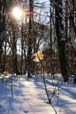 Feuille sur une branche d'arbre d'hiver photos stock Feuille sur une branche d'arbre d'hiver photos stock