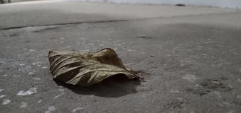Feuille sèche en été Thaïlande image stock Feuille sèche en été Thaïlande image stock