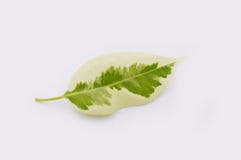 Feuille tombée par vert images stock Feuille tombée par vert images stock