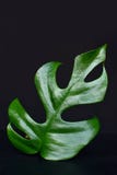 Feuille tropicale exotique d'usine de Mini Monstera Rhaphidophora Tetrasperma Philodendron sur le fond noir photos libres de droits Feuille tropicale exotique d'usine de Mini Monstera Rhaphidophora Tetrasperma Philodendron sur le fond noir photos libres de droits