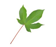 Feuille verte de regium de cochlospermum, arbre jaune de coton d'isolement images libres de droits Feuille verte de regium de cochlospermum, arbre jaune de coton d'isolement images libres de droits
