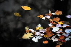 Feuilles colorées d'Automne-CHUTE flottant sur un lac foncé photos libres de droits Feuilles colorées d'Automne-CHUTE flottant sur un lac foncé photos libres de droits