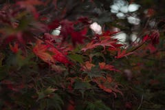 Feuilles d'automne colorées sur l'arbre pendant le temps de coucher du soleil, Nouvelle-Zélande photos stock Feuilles d'automne colorées sur l'arbre pendant le temps de coucher du soleil, Nouvelle-Zélande photos stock
