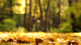 Feuilles d'automne jaunes en parc L'érable jaune d'automne part dans le paysage de forestAutumn en parc, les bois banque de vidéos Feuilles d'automne jaunes en parc L'érable jaune d'automne part dans le paysage de forestAutumn en parc, les bois banque de vidéos