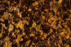 Feuilles d'automne tombées sur le plancher de Madrid image libre de droits Feuilles d'automne tombées sur le plancher de Madrid image libre de droits