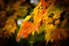 Feuilles d'érable en automne montrant des couleurs vives image libre de droits Feuilles d'érable en automne montrant des couleurs vives image libre de droits