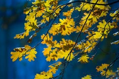 Feuilles de chêne jaune sur le fond brouillé Jour d'automne, feuilles en baisse Images libres de droits Feuilles de chêne jaune sur le fond brouillé Jour d'automne, feuilles en baisse Images libres de droits