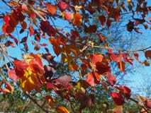 Feuilles de coeur changeant des couleurs Photos stock Feuilles de coeur changeant des couleurs Photos stock