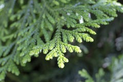 Feuilles de ( redcedar occidental ; Thuja plicata) ; arbre photo stock Feuilles de ( redcedar occidental ; Thuja plicata) ; arbre photo stock