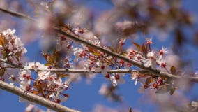 Feuilles et petites fleurs de cerise et de prune contre le ciel bleu image libre de droits Feuilles et petites fleurs de cerise et de prune contre le ciel bleu image libre de droits