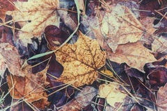 Feuilles givrées d'automne - vintage rétro Photos stock Feuilles givrées d'automne - vintage rétro Photos stock