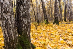Feuilles jaunes de bouleau au sol en automne, une vue fabuleuse images stock Feuilles jaunes de bouleau au sol en automne, une vue fabuleuse images stock