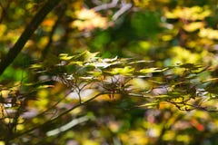 Feuilles nouvellement de rotation d'érable japonais photographie stock Feuilles nouvellement de rotation d'érable japonais photographie stock