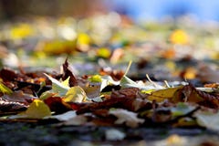 Feuilles tombées sur un fond brouillé et personne autour photo libre de droits Feuilles tombées sur un fond brouillé et personne autour photo libre de droits
