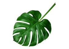 Feuilles tropicales de vert sur le fond blanc images stock Feuilles tropicales de vert sur le fond blanc images stock