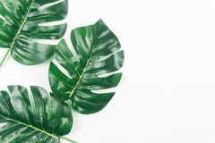 Feuilles tropicales Monstera sur le fond blanc Configuration plate, vue sup?rieure photos libres de droits Feuilles tropicales Monstera sur le fond blanc Configuration plate, vue sup?rieure photos libres de droits