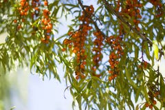 Feuilles vertes de baies oranges d'argousier sur les branches d'arbre I photos libres de droits Feuilles vertes de baies oranges d'argousier sur les branches d'arbre I photos libres de droits