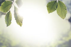 Feuilles vertes fraîches de ressort avec la fusée du soleil photographie stock Feuilles vertes fraîches de ressort avec la fusée du soleil photographie stock