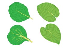 Feuilles vertes sur le vecteur blanc d'illustration de fond illustration stock Feuilles vertes sur le vecteur blanc d'illustration de fond illustration stock