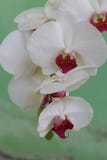 White orchid in full bloom