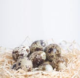 Few quail eggs in nest stock image Few quail eggs in nest stock image