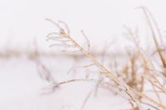 Few sprigs drzewo z zablokowanym lodem na lekkim tle, w górę zdjęcie stock Few sprigs drzewo z zablokowanym lodem na lekkim tle, w górę zdjęcie stock