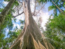 Ficus albipila, gigantyczny drzewo przy Uthaithani, Tajlandia zdjęcia stock Ficus albipila, gigantyczny drzewo przy Uthaithani, Tajlandia zdjęcia stock
