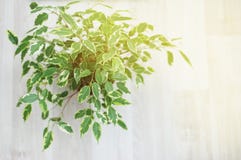 Ficus Benjamina Διακοσμητικό λουλούδι, στο παράθυρο, εκλεκτική εστίαση designed home interior living retro room style Στοκ εικόνα με δικαίωμα ελεύθερης χρήσης Ficus Benjamina Διακοσμητικό λουλούδι, στο παράθυρο, εκλεκτική εστίαση designed home interior living retro room style Στοκ εικόνα με δικαίωμα ελεύθερης χρήσης