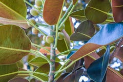 Ficus de figue de baie de Moreton de feuilles de ficus le vieux s'est littéralement développé avec Beverly Hills au cours des ann images stock Ficus de figue de baie de Moreton de feuilles de ficus le vieux s'est littéralement développé avec Beverly Hills au cours des ann images stock