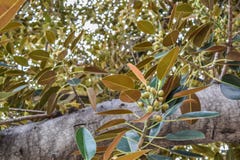 Ficus de figue de baie de Moreton de feuilles de ficus le vieux s'est littéralement développé avec Beverly Hills au cours des ann photo stock Ficus de figue de baie de Moreton de feuilles de ficus le vieux s'est littéralement développé avec Beverly Hills au cours des ann photo stock
