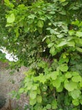 FICUS PUMALIA ,F. LYRATA ,F. ELESTICA, F. BANJAMINA ARE THE SPECIES OF A SAME FAMILY stock photography FICUS PUMALIA ,F. LYRATA ,F. ELESTICA, F. BANJAMINA ARE THE SPECIES OF A SAME FAMILY stock photography