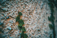 Ficus pumila leaves stock photography Ficus pumila leaves stock photography