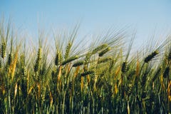 Field of barley Field of barley