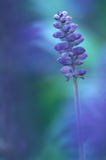Field of Blue