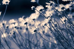 Field bouquet, spring bouquet of wildflowers. royalty free stock photo Field bouquet, spring bouquet of wildflowers. royalty free stock photo