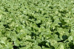 Collard Green Cultivated Field Stock Photo - Image: 9505506