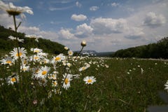 Field with daisies royalty free stock photos Field with daisies royalty free stock photos