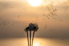 Field of dandelion in sunset Royalty Free Stock Photo Field of dandelion in sunset Royalty Free Stock Photo