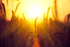 Field of dry golden wheat. Harvest royalty free stock photos Field of dry golden wheat. Harvest royalty free stock photos