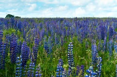 Field, flowers, rapeseed, cornflowers, summer, sky, landscape, countryside Stock Photography Field, flowers, rapeseed, cornflowers, summer, sky, landscape, countryside Stock Photography