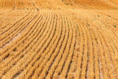 Field of freshly mown wheat at summer sunset. Golden color tones of the sunset. stock photos Field of freshly mown wheat at summer sunset. Golden color tones of the sunset. stock photos