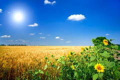 Field Full Of Golden Wheat Seed. Royalty Free Stock Photography