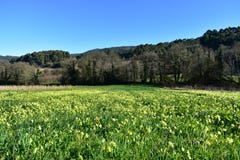 Field with grass, yellow flowers and trees. Blue sky, sunny day. Galicia, Spain. stock image Field with grass, yellow flowers and trees. Blue sky, sunny day. Galicia, Spain. stock image