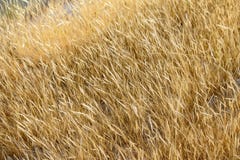 Field of grasses royalty free stock image Field of grasses royalty free stock image