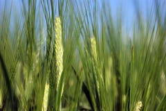 Field of green barley wheat stock images Field of green barley wheat stock images