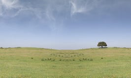 Field Landscape With A Tree Royalty Free Stock Photos