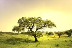 Field Landscape With Trees Stock Photos