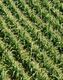 Field Of Corn From Above Royalty Free Stock Photo