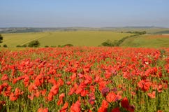 Field Of Poppies Royalty Free Stock Images