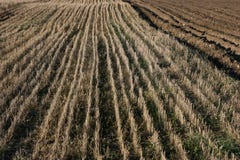 Field Of Stubbles Stock Image